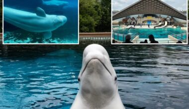 Canada's Marineland threatens to kill 30 beluga whales if emergency government funding isn't approved