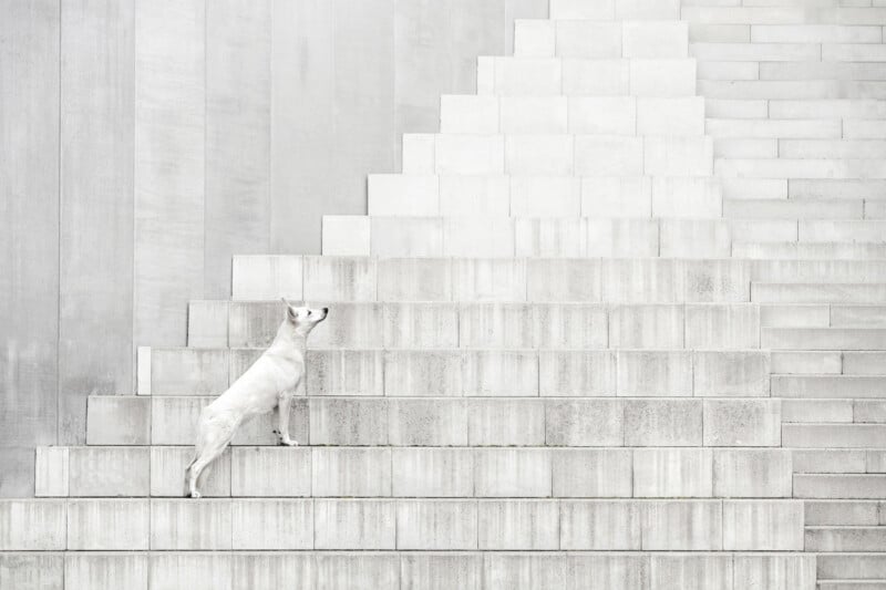 A white dog stands on a light-colored concrete staircase, looking upward. The background and steps are minimalist and monochrome, creating a stark and clean scene.