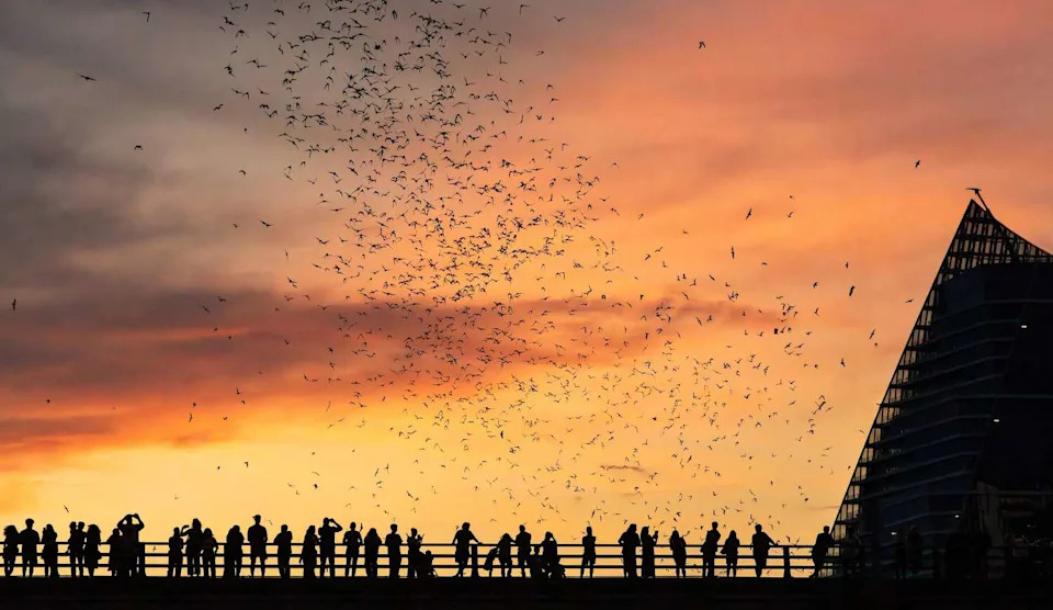 Bat watchers crowd on the Congress Avenue bridge in Austin, Texas, as bats fly overhead with the city skyline behind them. (Getty Images)