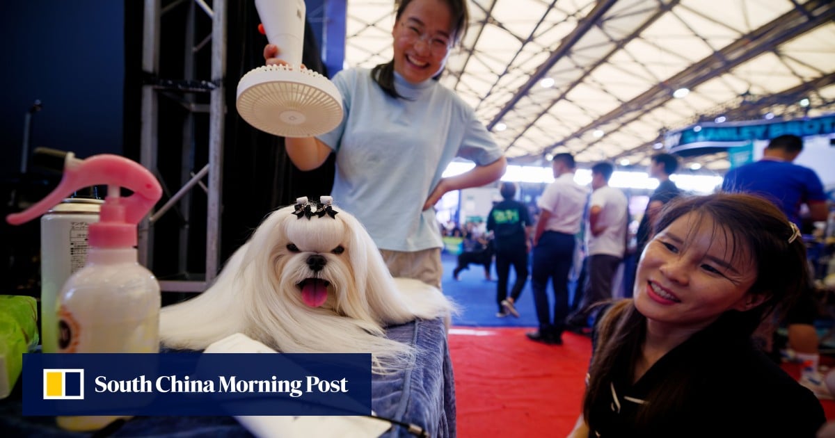 New materials, caring for pets and elderly emerge as bright spots in China’s job market