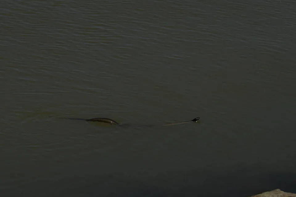 Experts say it's unusual to see a tiger snake hunting in salt water. Source:  Sally Grundy/Mundoo Island Station