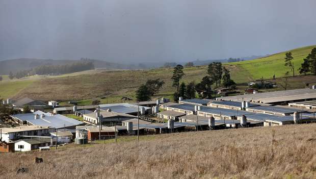 Reichardt Duck Farm in the rolling hills of Two Rock,...