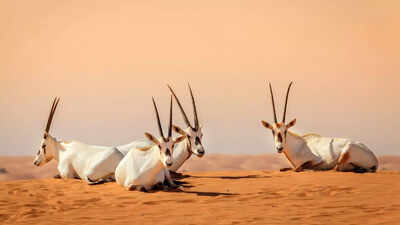 Earth just surprised scientists! Extinction rate among plant and animal species has surprisingly slowed down