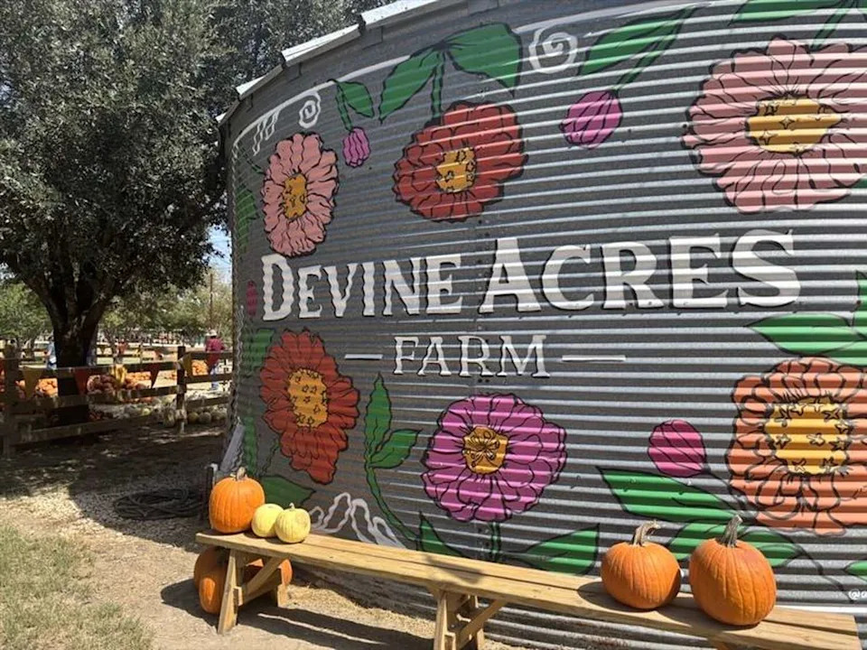 Devine Acres Farm is a 15-minute drive from Bigfoot, Texas. (Mia Valdez/MySA)