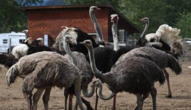 Fate of B.C. ostriches a hot political issue on both sides of Canada-U.S. border