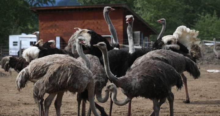 Fate of B.C. ostriches a hot political issue on both sides of Canada-U.S. border