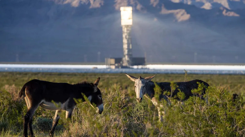 Wildlife near the Ivanpah solar plant in California