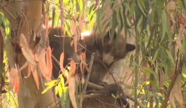 Bears spotted roaming Encino neighborhood