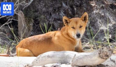 Young boy flown to Brisbane hospital after K'gari dingo attack