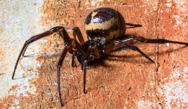 A Spider Was Caught Eating a Shrew, And You Can't Unsee This : ScienceAlert
