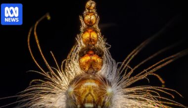 Albany woman wins international wildlife photography award for second time