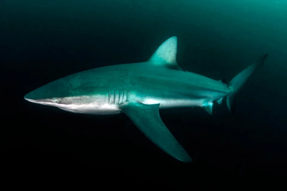 Dusky sharks can be identified by their sloped dorsal fin (Getty/iStock)