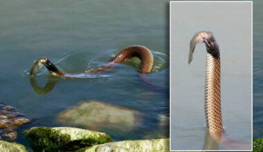 Farmer captures never-before-seen snake behaviour on Aussie property: ‘Exceedingly rare’