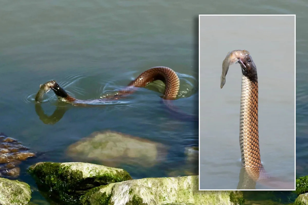 Farmer captures never-before-seen snake behaviour on Aussie property: ‘Exceedingly rare’