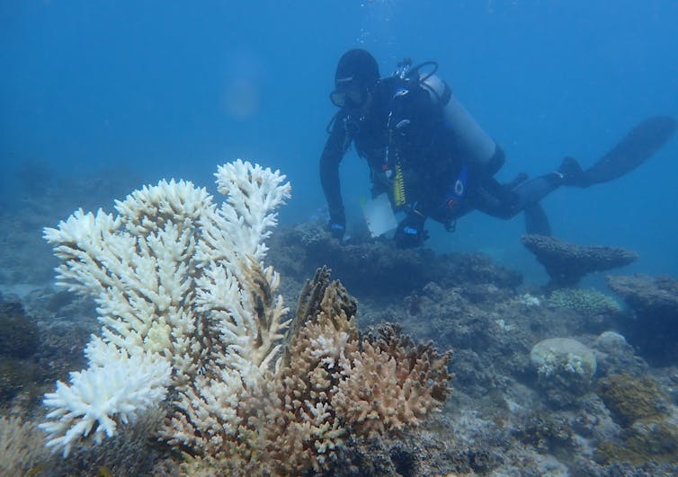 diver looking at bleached coral after marine heatwave.