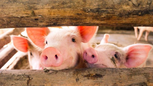 Gene-Edited Pigs Resistant to Classical Swine Fever