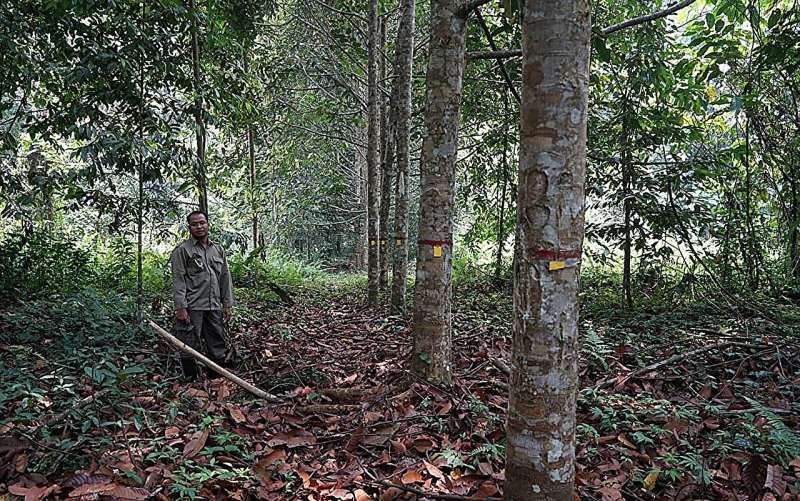 Genetic structure and predicted habitat expansion of endemic tree species in Southeast Asia