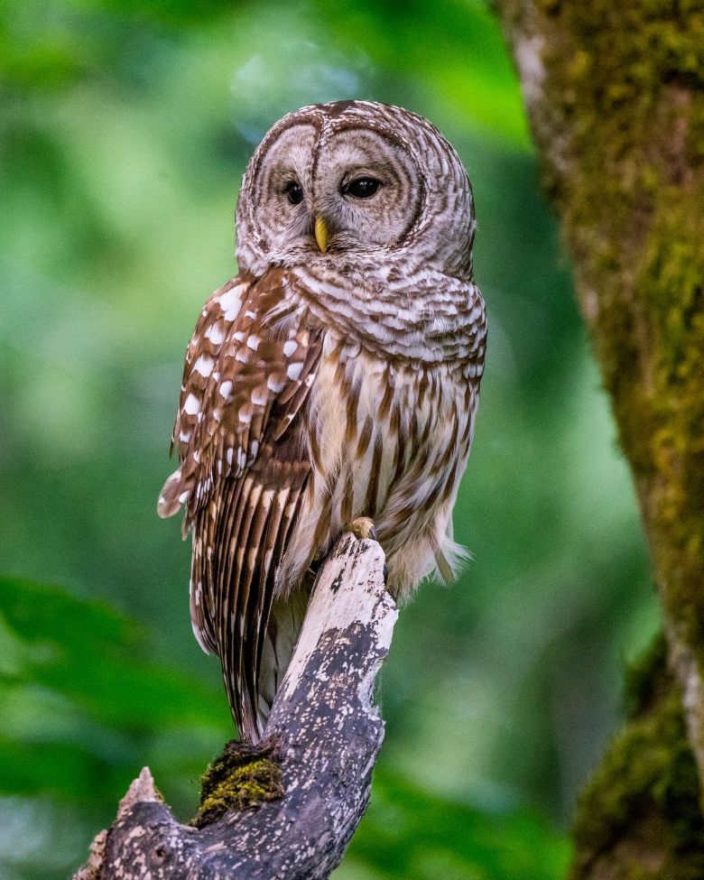 A barred owl perches on a dead tree in a park in Kirkland, Washington.