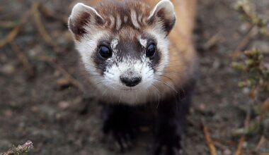 Endangered ferrets in more jeopardy as government shutdown drags on, wildlife expert warns