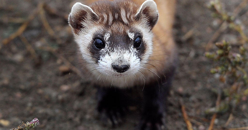 Endangered ferrets in more jeopardy as government shutdown drags on, wildlife expert warns
