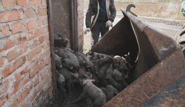 Russian drone attack kills 13,000 pigs in Ukraine, officials say