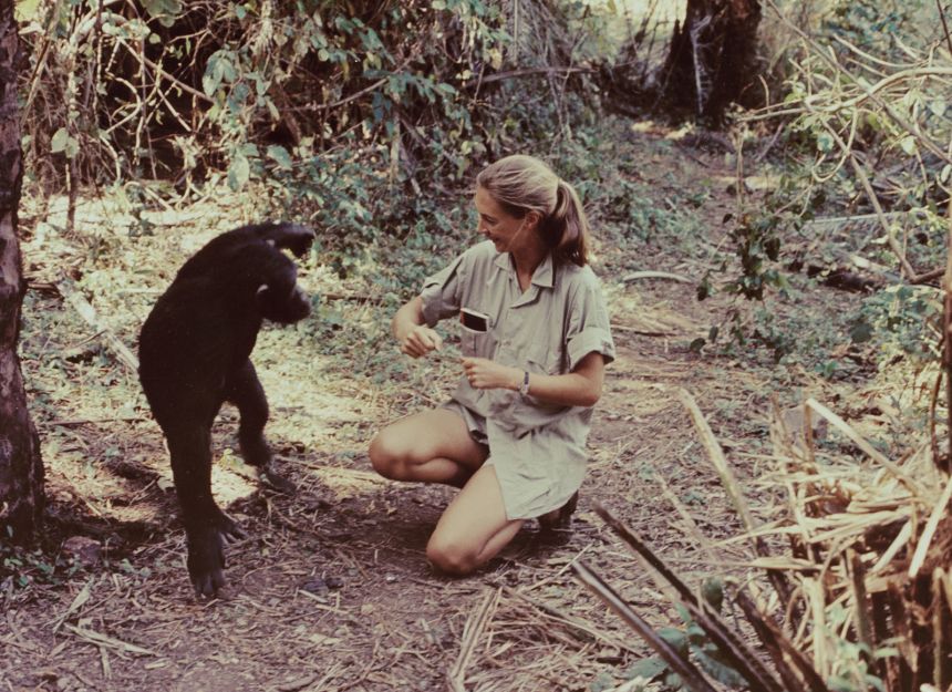 Goodall appears in the television special 