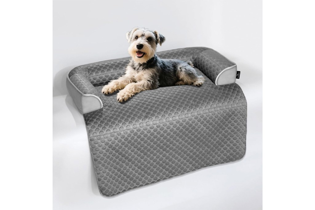 Small dog lying on gray pet bed.