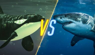 orca vs great white shark