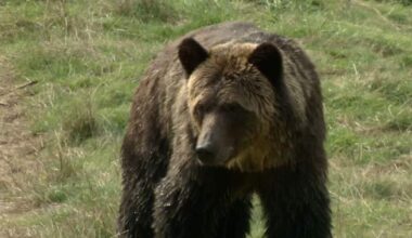 Man rushed to hospital by air ambulance after grizzly bear attack near Calgary