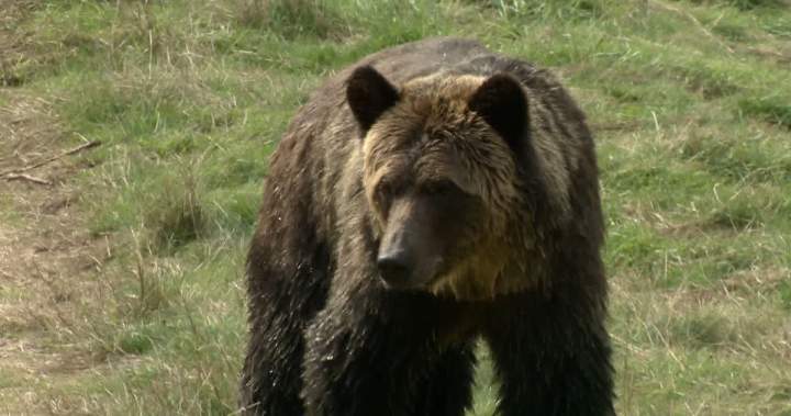 Man rushed to hospital by air ambulance after grizzly bear attack near Calgary