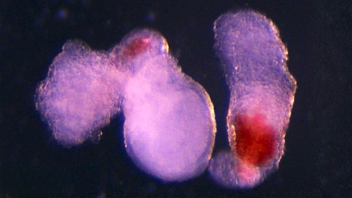 Embryo-Like 'Blood Factories' Could One Day Supplement Donations : ScienceAlert