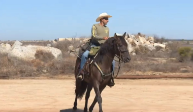 Rescued horse joins Riverside County Sheriff’s Department – NBC Los Angeles