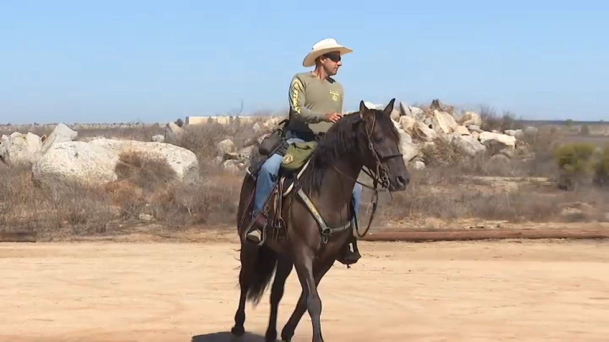 Rescued horse joins Riverside County Sheriff’s Department – NBC Los Angeles