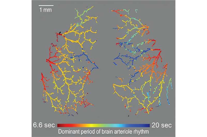 Credit: University of California - San Diego How a chorus of synchronized frequencies helps you digest your food