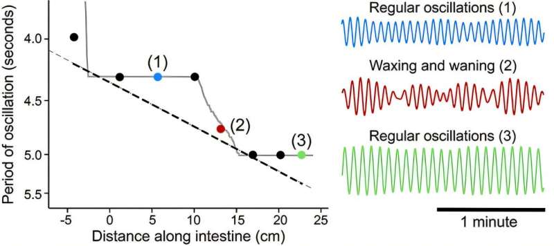 Comparison between experimental peristalsis and the modeling data. (Left) Circles are the period of oscillations recorded in the intact intestine, while the grey staircase is obtained from the model. (Right) The structure of three time courses of the oscillations. Credit: University of California - San Diego How a chorus of synchronized frequencies helps you digest your food