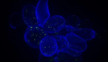 Map Reveals How DNA Mutations Drive Resistance