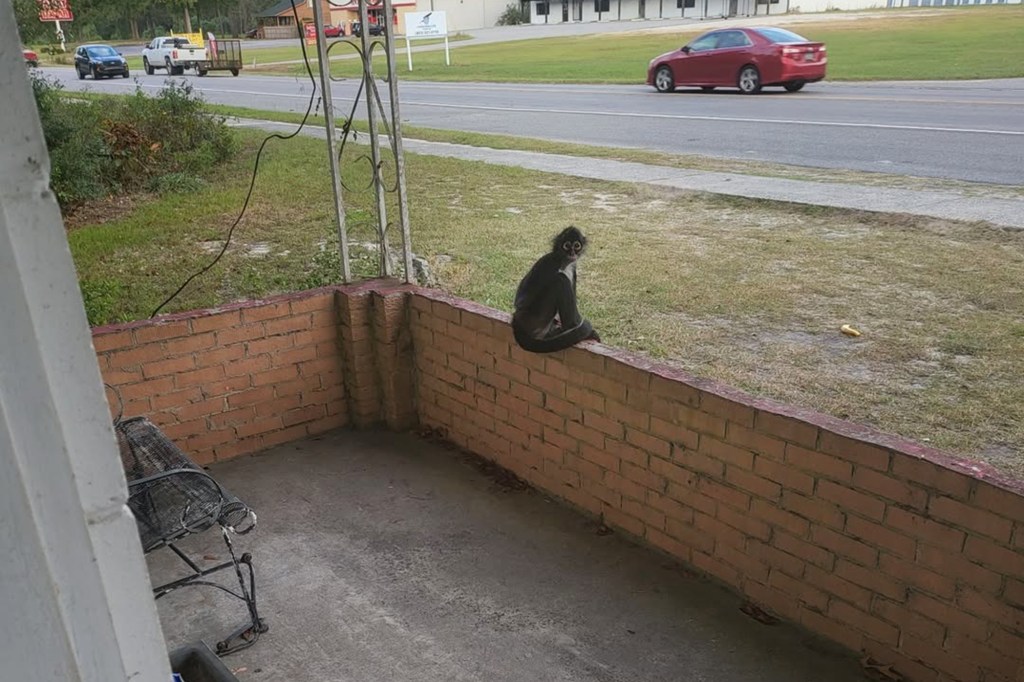 Monkey sitting on a brick wall with a road and a red car in the background.