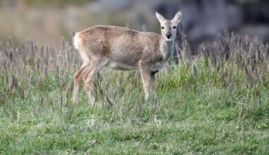 City hires professional sharpshooters to thin area’s deer population – WHIO TV 7 and WHIO Radio