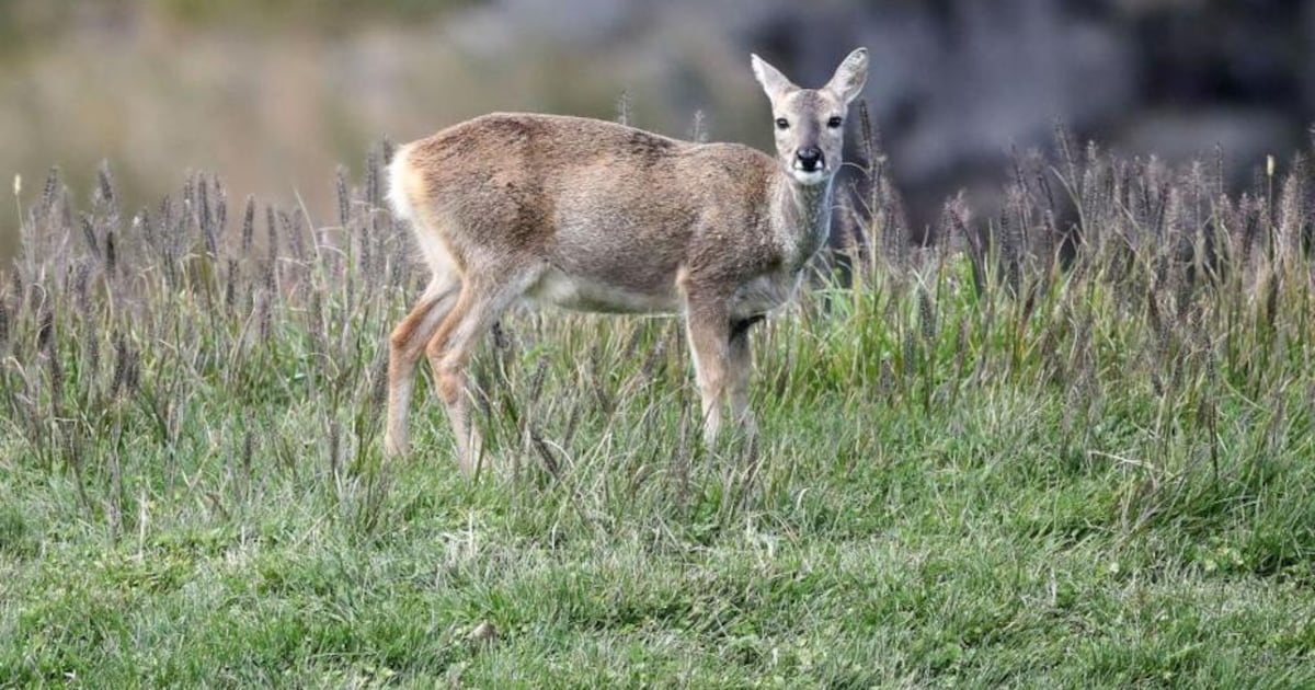 City hires professional sharpshooters to thin area’s deer population – WHIO TV 7 and WHIO Radio