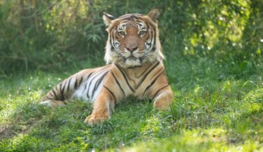 15-year-old critically endangered tiger euthanized at Woodland Park Zoo due to declining health – KIRO 7 News Seattle