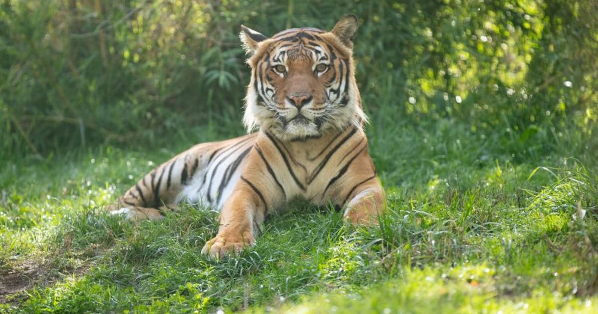 15-year-old critically endangered tiger euthanized at Woodland Park Zoo due to declining health – KIRO 7 News Seattle
