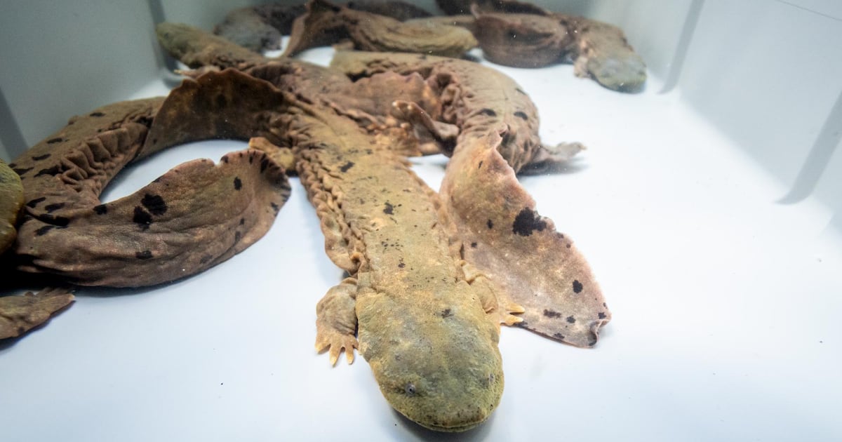 Over 100 endangered giant salamanders released in eastern Ohio – WHIO TV 7 and WHIO Radio