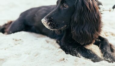 Jacksonville Beach allows all-day dog access with new policy and safety guidelines – Action News Jax