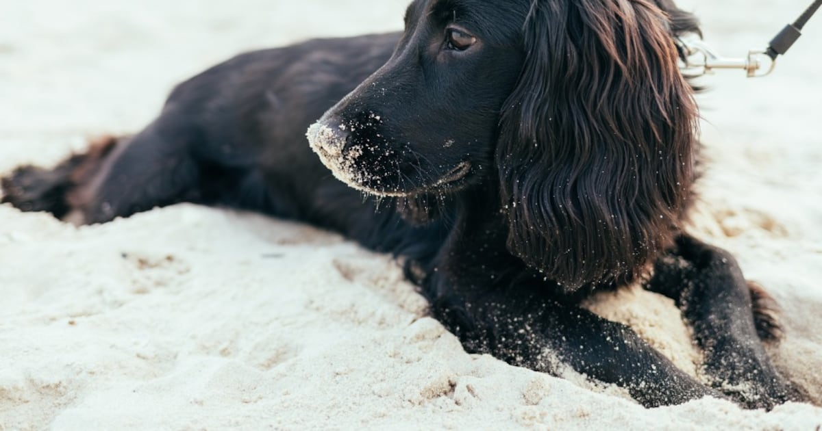 Jacksonville Beach allows all-day dog access with new policy and safety guidelines – Action News Jax