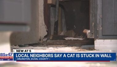 Renter unable to sleep as trapped cat cries for help – Action News Jax
