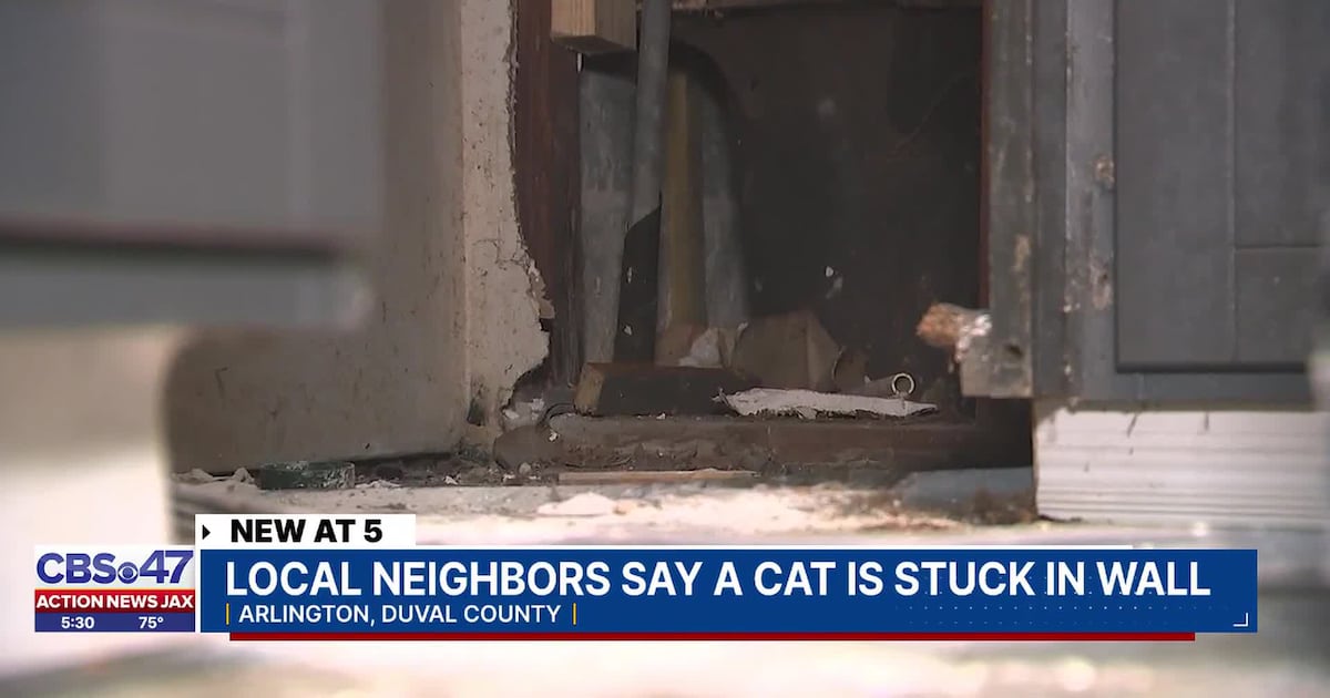 Renter unable to sleep as trapped cat cries for help – Action News Jax