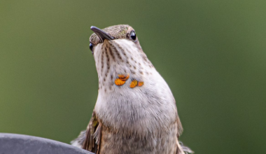 Bird migration alert issued for Chicago area, 28K to take flight – NBC Chicago
