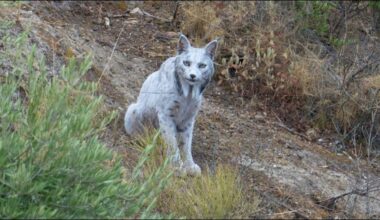 World's First-Ever White Iberian Lynx Spotted In Spain: 'Conservation Done Right' | Viral News