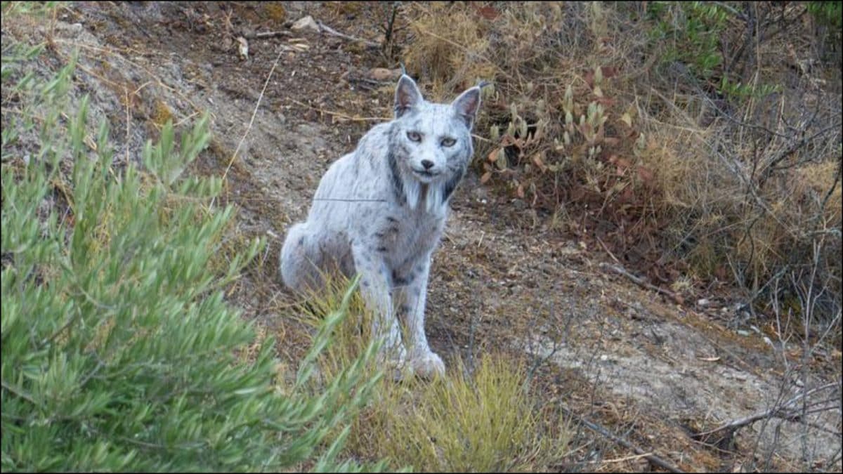 World's First-Ever White Iberian Lynx Spotted In Spain: 'Conservation Done Right' | Viral News