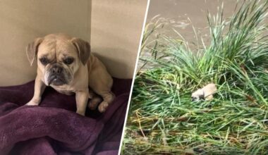 Small dog rescued from Ventura County river during storm – NBC Los Angeles